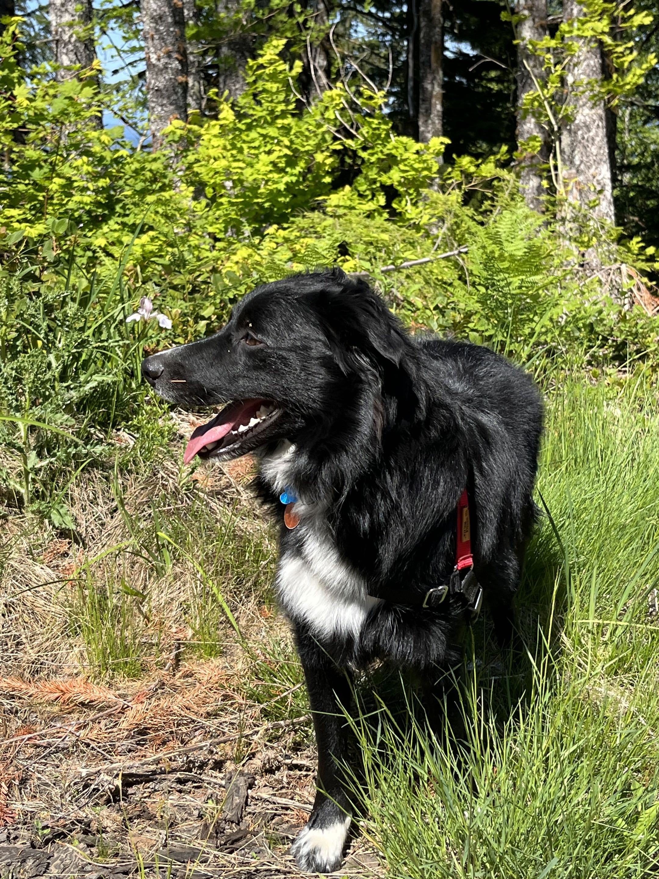 Charlie