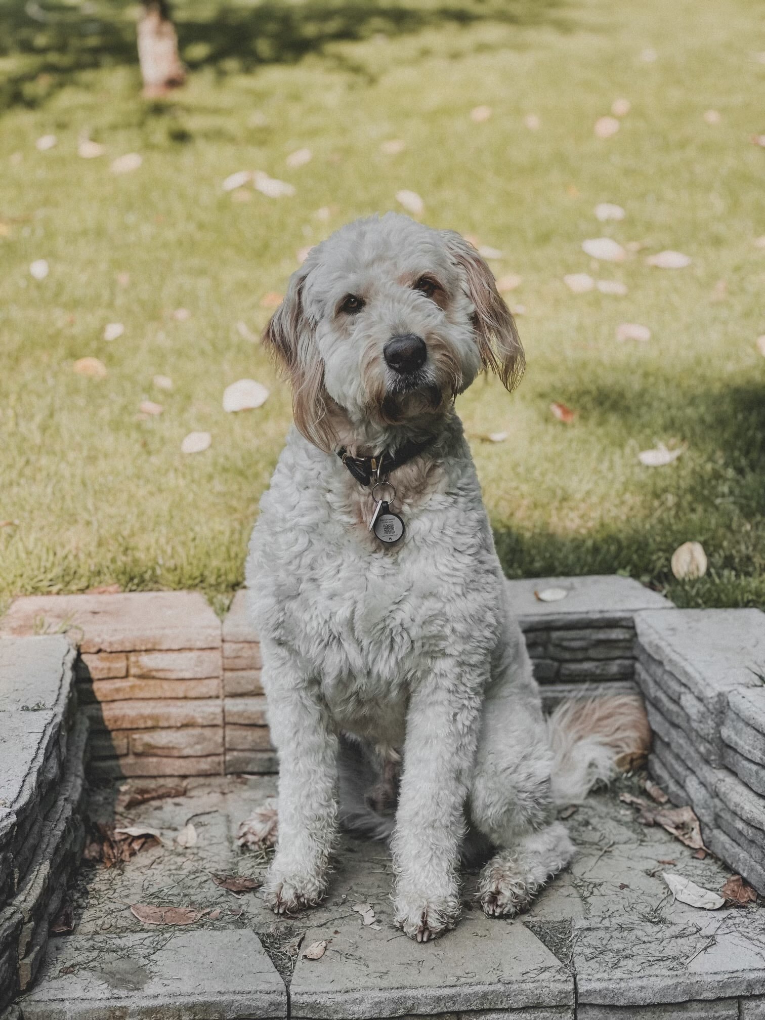 Finn